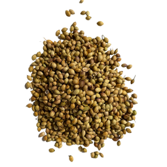 Organic Coriander Seeds  The current market rates for sukha dhaniya reflect its popularity and demand, as consumers increasingly recognize the value of incorporating this spice into their daily cooking routines.